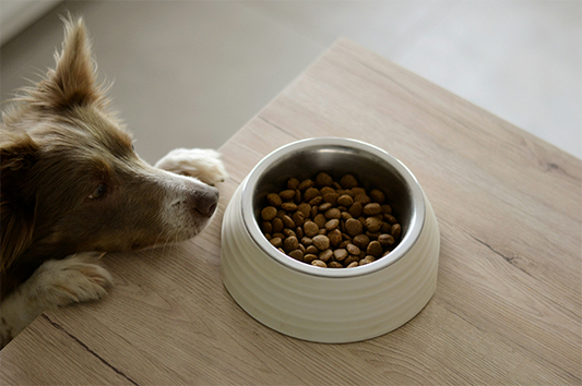 Wholesome Harvest Adult Dog Food — Salmon & Vegetable Recipe