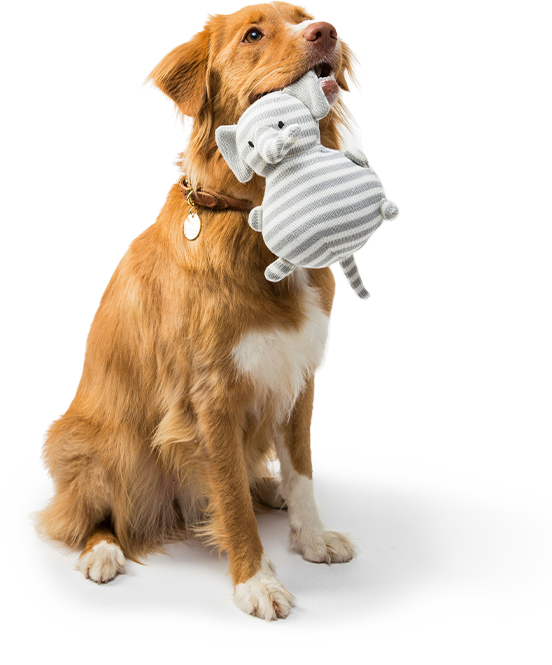Stripey the Plush Pal — Soft Squeaky Toy for Dogs