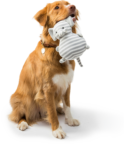 Stripey the Plush Pal — Soft Squeaky Toy for Dogs