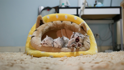 Sunny Hideaway Cat Cave Bed — Hooded Nest for Cats & Small Pets