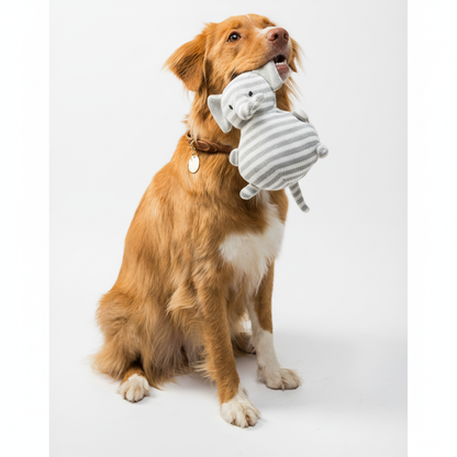 Close-up of a golden retriever playing with a striped plush toy on white background
